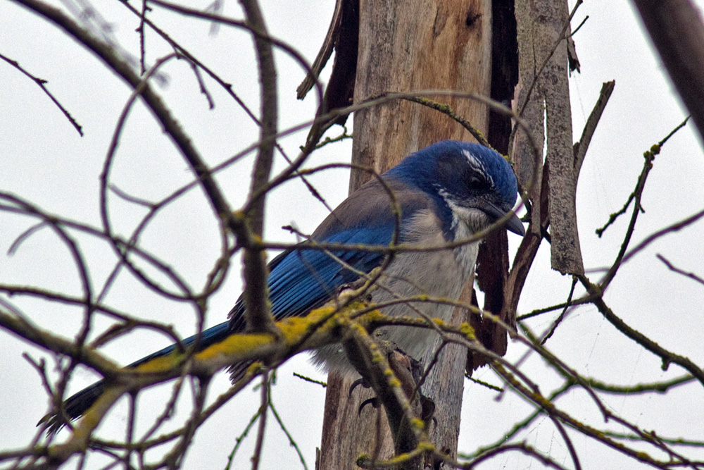 Western Scrub-Jay